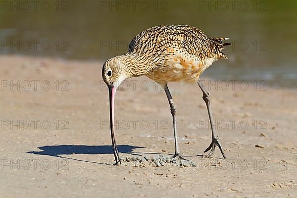 American Curlew