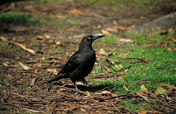 Tasmanian Shrike Crow