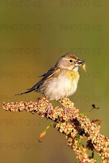 Dickcissel