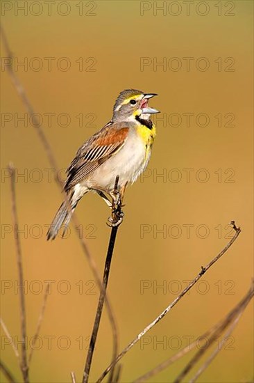 Dickcissel