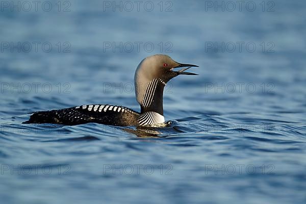 Pacific loon