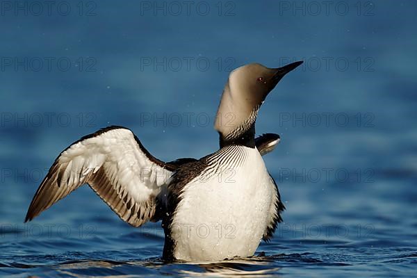 Pacific loon