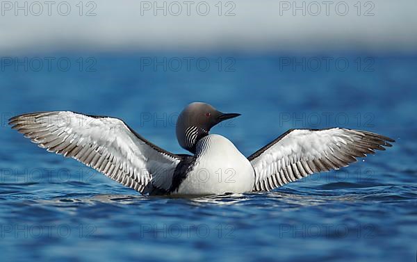 Pacific loon