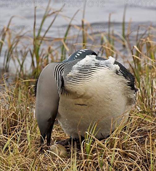 Black-throated loon