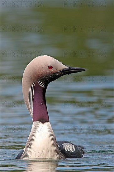 Adult black-throated loon