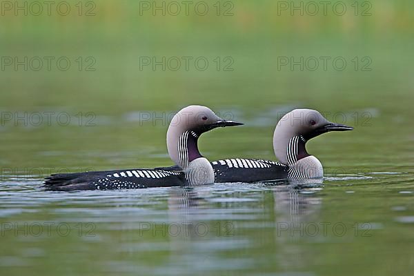 Black-throated loon