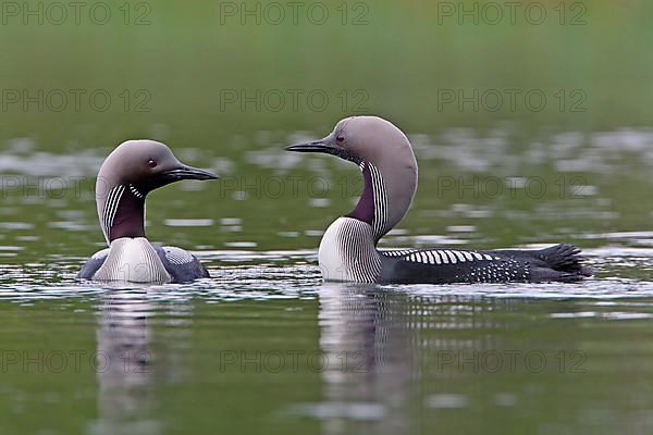 Black-throated loon