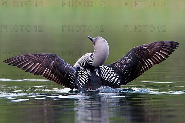 Adult black-throated loon