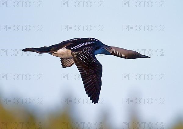 Black-throated loon