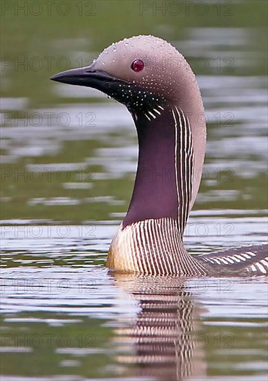 Black-throated loon