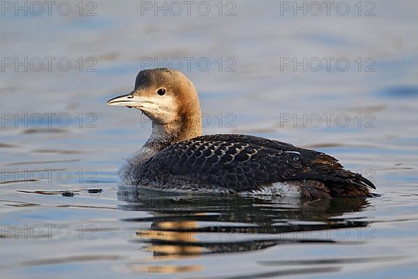 Black-throated loon