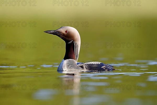 Black-throated loon