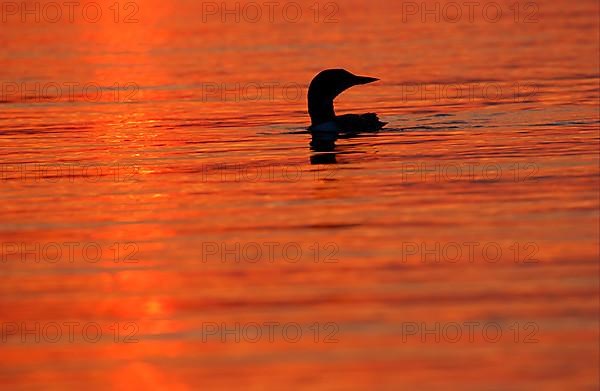 Great Northern Diver