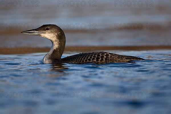 Great Northern Diver