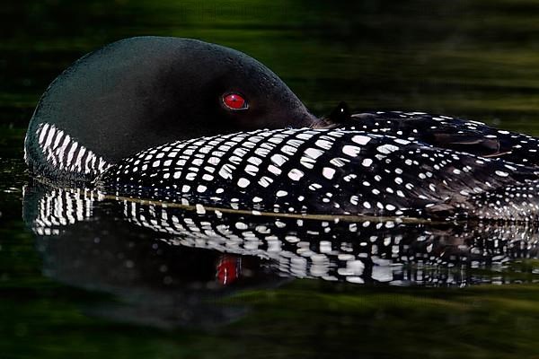 Great Northern great northern loon