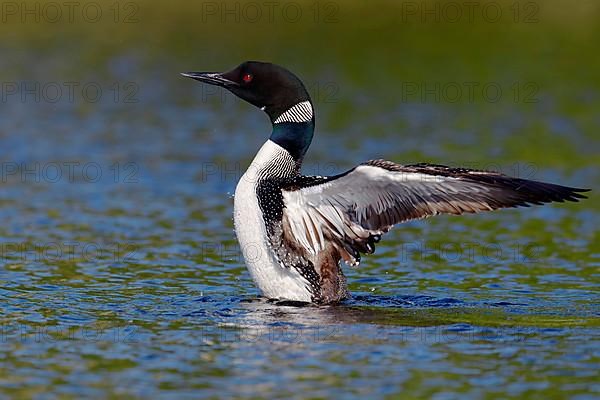 Great Northern great northern loon