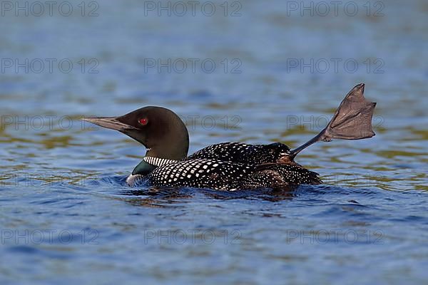 Great Northern great northern loon