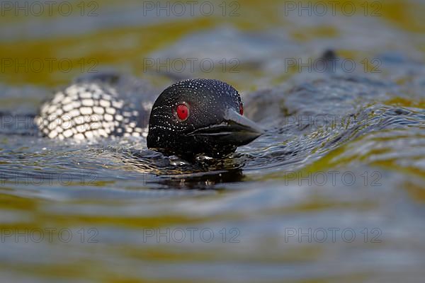 Great Northern great northern loon