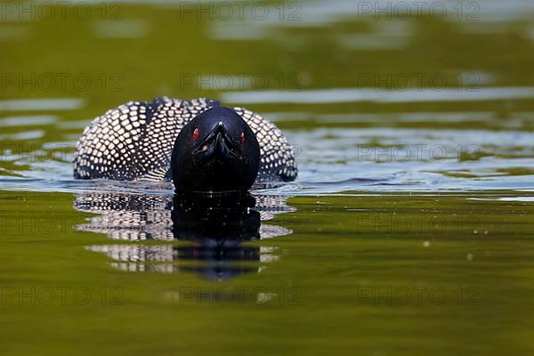 Great Northern Diver