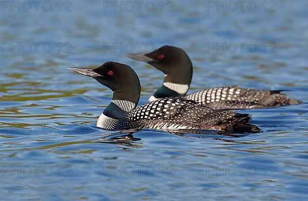 Great Northern Diver