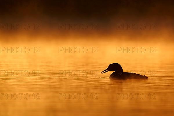 Great Northern Diver