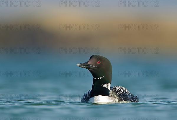 Great Northern Diver