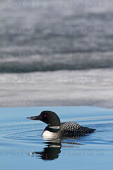 Great Northern Diver