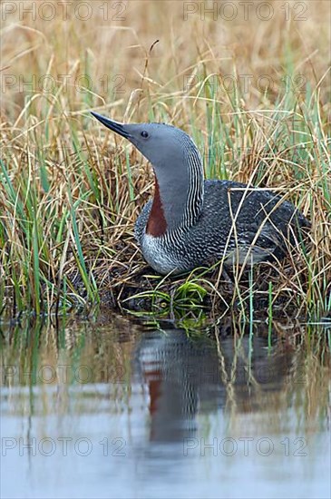 Red-throated diver