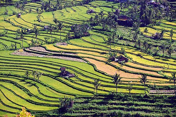 Rice fields and rice terraces