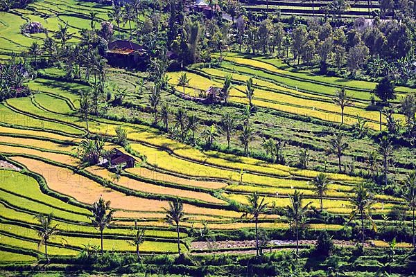 Rice fields and rice terraces