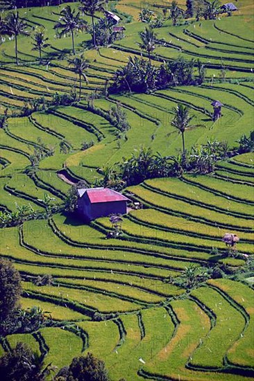 Rice fields and rice terraces