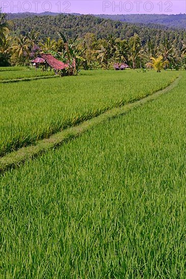 Rice field in Central Bali