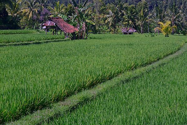 Rice field in Central Bali