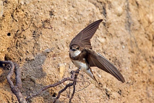 Sand martins