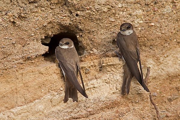 Two sand martins