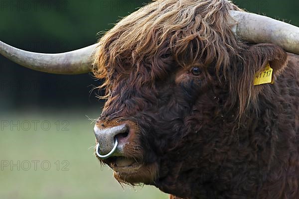 Highland cattle