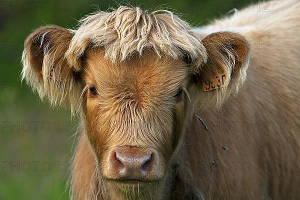 Highland cattle