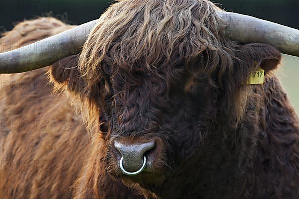 Highland cattle