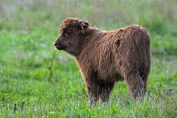 Highland cattle