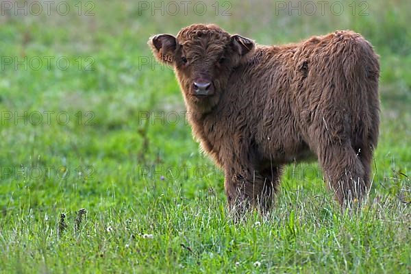 Highland cattle