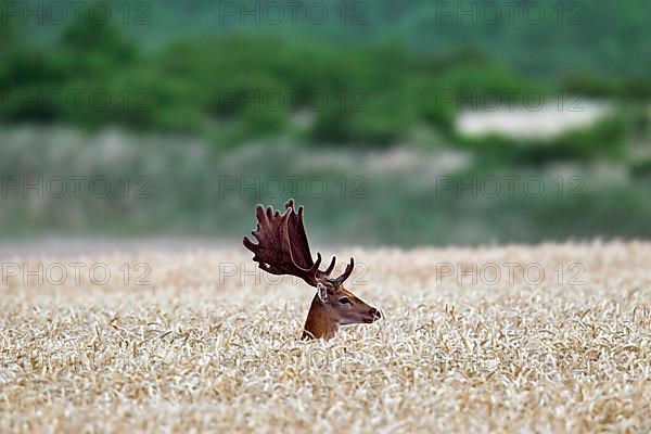 Fallow deer