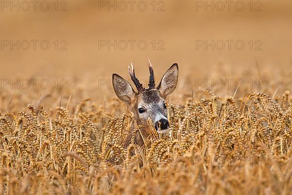 European european roe deer