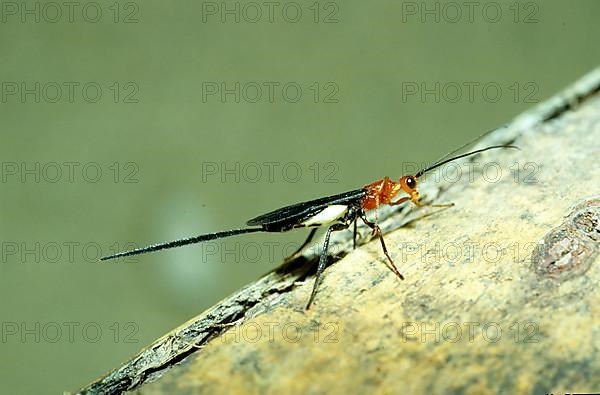 Javanese ichneumon fly