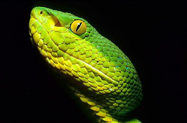 White-lipped lance viper