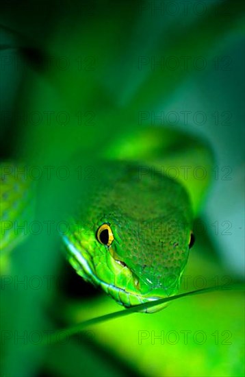 White-lipped lance viper