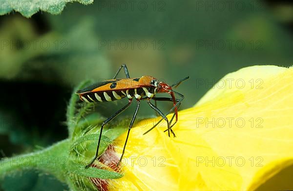 Javanese ground bug