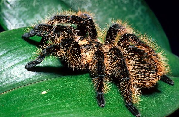 Honduras Frizzy-Haired Bird Spider