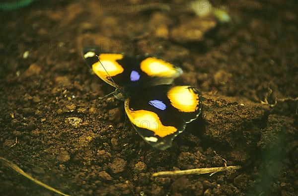 Junonia Butterfly