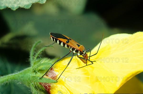 Javanese ground bug