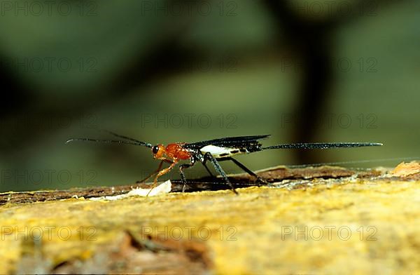 Javanese ichneumon fly
